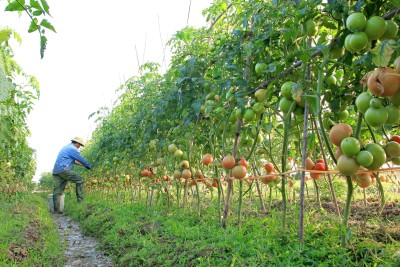 Các cấp Hội Nông dân trong tỉnh phát huy tốt vai trò Trung tâm phát triển nông nghiệp, kinh tế nông thôn và nông dân