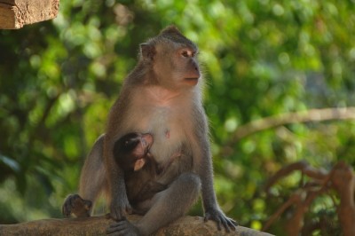 Con khỉ trong đời sống văn hóa, tín ngưỡng