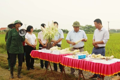 Mô hình ngô nếp lai ADI 668 cho thu lãi gần 100 triệu đồng/ha