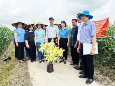 Mô hình sản xuất thương phẩm ngô đường lai Thái ngọt số 2 cho thu lãi 94,5 triệu đồng/ha