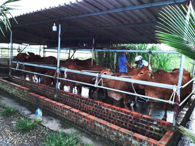 Mô hình chăn nuôi bò thịt quy mô nông hộ