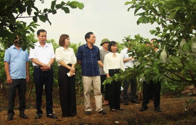 Chuyển giao ứng dụng tiến bộ trong chăm sóc và quản lý dịch bệnh trên cây ổi