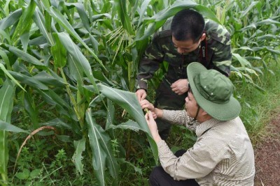 Hiện trạng sinh vật ngoại lai xâm hại và giải pháp khả năng phòng ngừa, kiểm soát