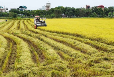 Tỉnh Hải Dương ứng dụng khoa học và công nghệ nâng cao năng suất, chất lượng sản phẩm nông nghiệp