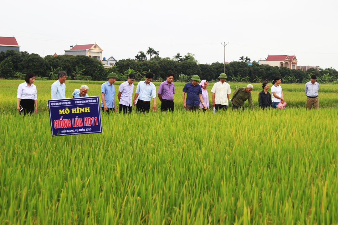 Hiệu quả từ mô hình cánh đồng lớn liên kết sản xuất lúa chất lượng cao   Đài phát thanh và truyền hình Nghệ An