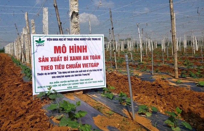 Mô hình sản xuất bí xanh an toàn theo tiêu chuẩn VietGAP do Viện Khoa học kỹ thuật nông nghiệp Bắc Trung bộ thực hiện tại xã Quỳnh Bảng (huyện Quỳnh Lưu, Nghệ An). Ảnh: NNVN