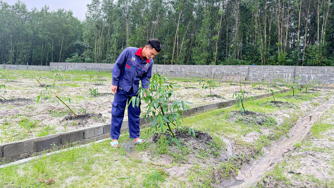 Tre lấy măng là cây trồng được anh Sáng xác định là sản phẩm chủ lực trong tương lai. Ảnh: NNVN