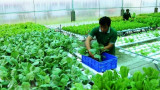 Thực thi hiệu quả các tiêu chuẩn nông nghiệp hữu cơ quốc tế