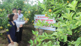 Huyện Thanh Miện: Trồng Cam Vinh trên vùng đất bãi phục vụ chuyển đổi cơ cấu cây trồng