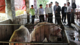 Hải Dương: Mô hình nuôi lợn thịt chất lượng cao từ các tổ hợp lai