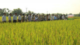 Hải Dương:  Xây dựng vùng sản xuất lúa giống mới, giá trị cao gắn với tiêu thụ sản phẩm
