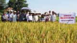 Trung tâm Ứng dụng TBKH: Mở rộng mô hình sản xuất một số giống lúa tiến bộ kỹ thuật trên địa bàn tỉnh.