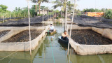 Mô hình nuôi ếch Thái Lan kết hợp với nuôi cá rô đồng đảm bảo an toàn, hiệu quả 