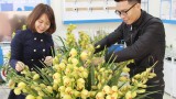 Cung cấp hoa chất lượng cao ra thị trường tết Nguyên Đán