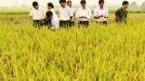 Huyện Cẩm Giàng: Đẩy mạnh phát huy tiềm năng trong sản xuất nông nghiệp