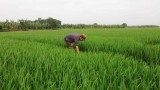 Dự báo dịch hại và các biện pháp phòng trừ dịch hại lúa Xuân 2017