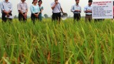 Kết quả áp dụng cơ giới hóa trong sản xuất lúa vụ mùa 2016