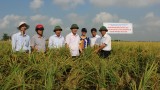 Ứng dụng đồng bộ tiến bộ kỹ thuật trong sản xuất lúa tạo bước phát triển mới trong sản xuất lúa ở Thanh Miện