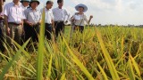 Huyện Thanh Miện: Ứng dụng đồng bộ tiến bộ kỹ thuật trong sản xuất lúa cho thu lãi 17 triệu đồng/ha