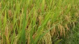 Vụ xuân 2015: Ba giống lúa hàng hóa khẳng định ưu thế