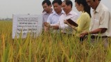 Ứng dụng tiến bộ kỹ thuật phát triển sản xuất lúa hàng hóa trên địa bàn tỉnh Hải Dương
