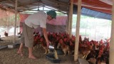 Mô hình nuôi gà Chọi lai và Ri lai cho thu nhập hàng trăm triệu đồng mỗi năm