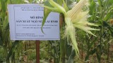 Tứ Kỳ: Trồng ngô HN88 theo phương pháp làm đất tối thiểu cho thu lãi trên 75 triệu đồng/ha