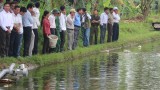 Mô hình nuôi cá trắm cỏ năng suất cao ở xã Hùng Thắng, huyện Bình Giang
