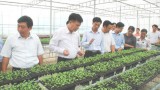 Dự án Phát triển rau Việt Nam - Hàn Quốc: Phát triển gần 100 ha rau màu