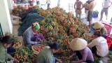 Kéo dài thời gian thông quan vải thiều