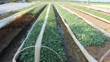 Xã Đoàn Thượng: Sản xuất cây rau giống vào chính vụ