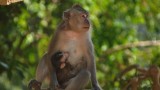 Con khỉ trong đời sống văn hóa, tín ngưỡng
