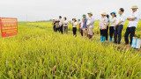 Chuyển giao ứng dụng tiến bộ trong sản xuất lúa Nếp Hương