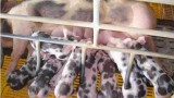 Nâng cao chất lượng đàn lợn thương phẩm từ lợn đực giống Piétrain RéHal và lợn nái lai
