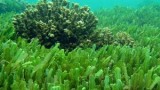 Triển vọng tươi sáng của nhiên liệu sinh học từ tảo