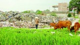 Nông thôn với báo động ô nhiễm môi trường đất và nước
