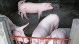  Mô hình nuôi lợn kết hợp với thả cá