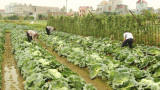 Kỹ thuật trồng rau cải bắp an toàn theo VietGAP