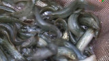 Chuyên mục KHCN số 8-2018: Kỹ thuật nuôi cá trạch bùn trong ao
