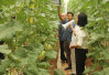 Ứng dụng công nghệ phổ ánh sáng vào sản xuất cây ăn quả