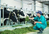 Phê duyệt Đề án ưu tiên 'Đẩy mạnh hoạt động Khoa học và Công nghệ ngành chăn nuôi đến năm 2030'