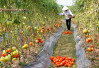 Xã An Thượng (TP. Hải Dương): Bảo quản cà chua sau khi thu hoạch