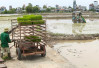 Hải Dương: Đẩy mạnh ứng dụng máy cấy lúa trong sản xuất nông nghiệp