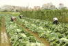 Kỹ thuật trồng rau cải bắp an toàn theo VietGAP