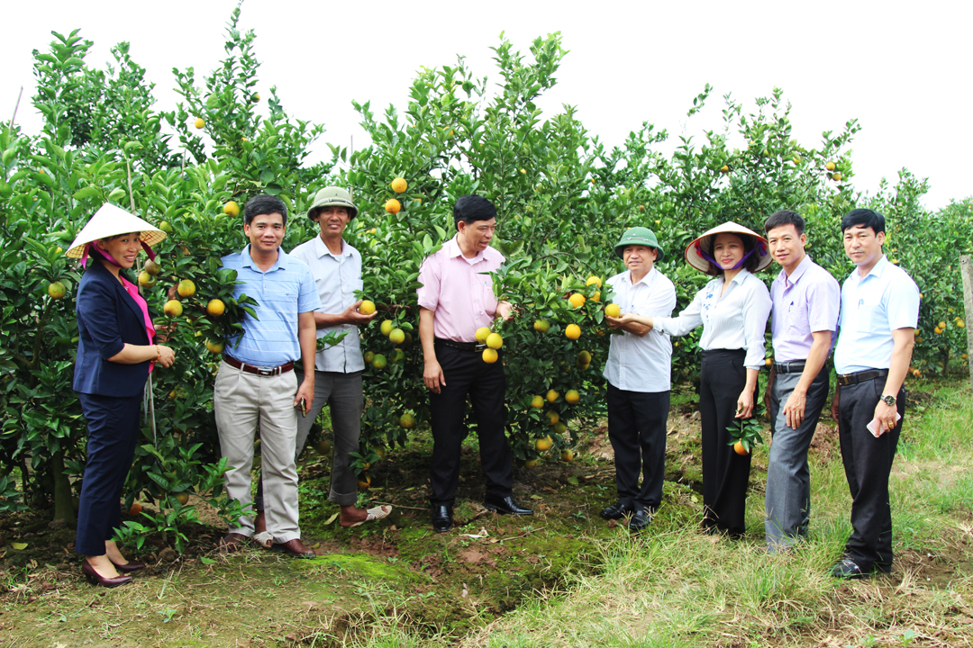 Hải Dương sản xuất cảm ổi theo quy trình VietGAP