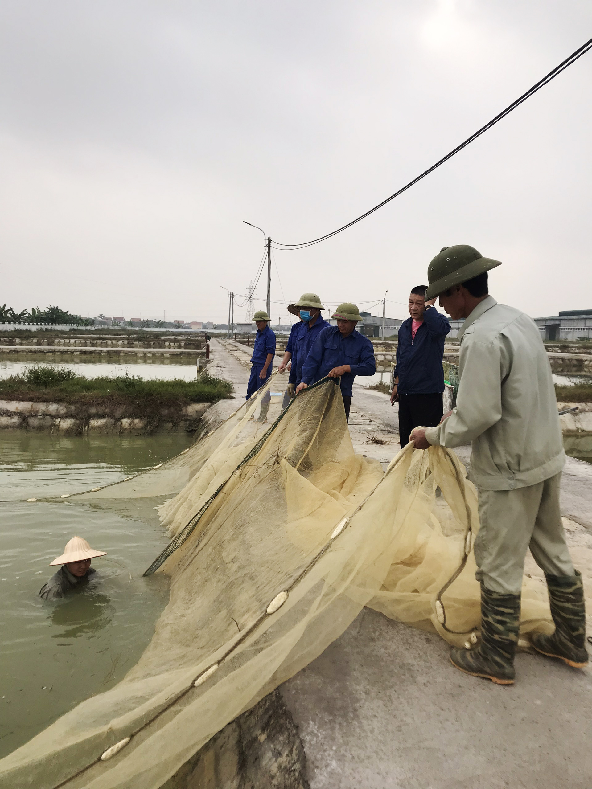 Ứng dụng tiến bộ kỹ thuật nuôi thương phẩm cá Ngạnh trong lồng và trong ao đất