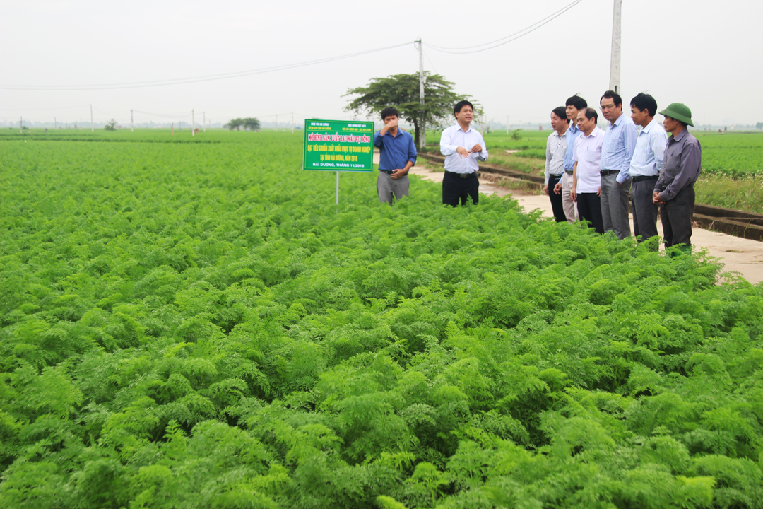 Hải Dương: Kết nối giao thương, xúc tiến tiêu thụ cà rốt vụ động