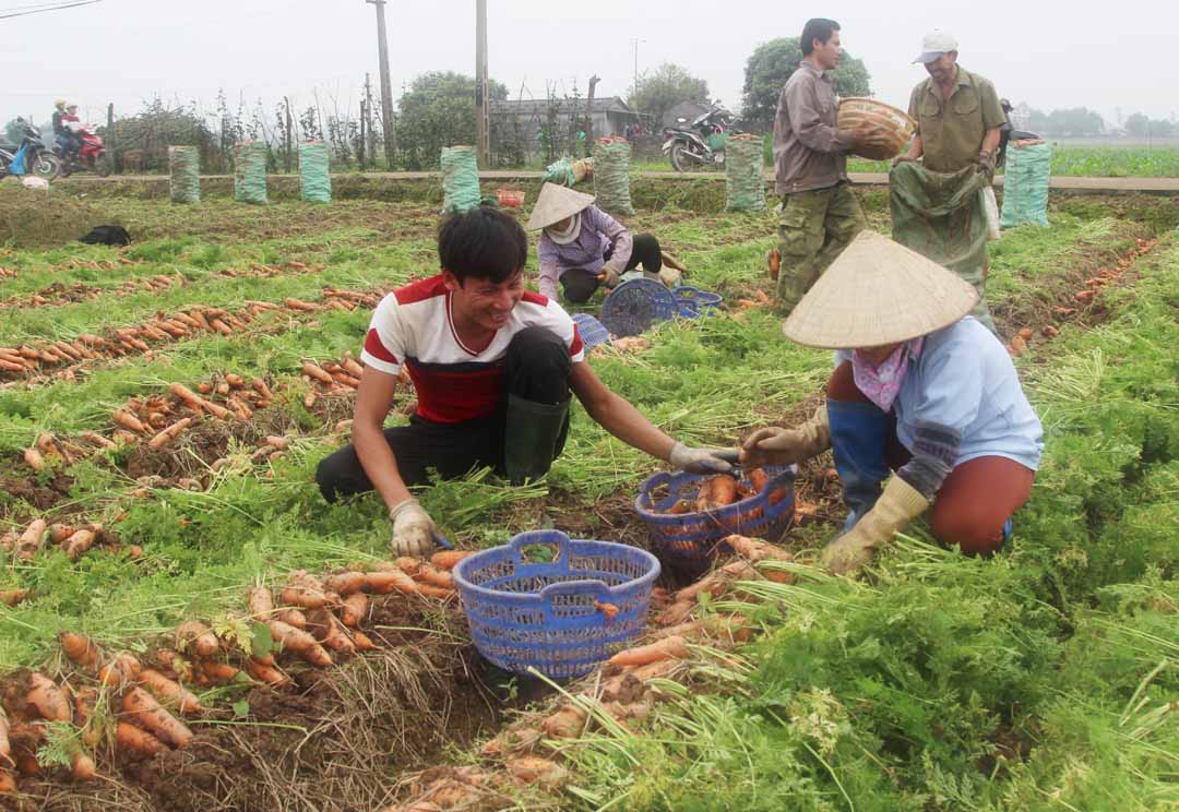 Những biện pháp kỹ thuật cần áp dụng trong sản xuất cây rau, màu vụ Đông