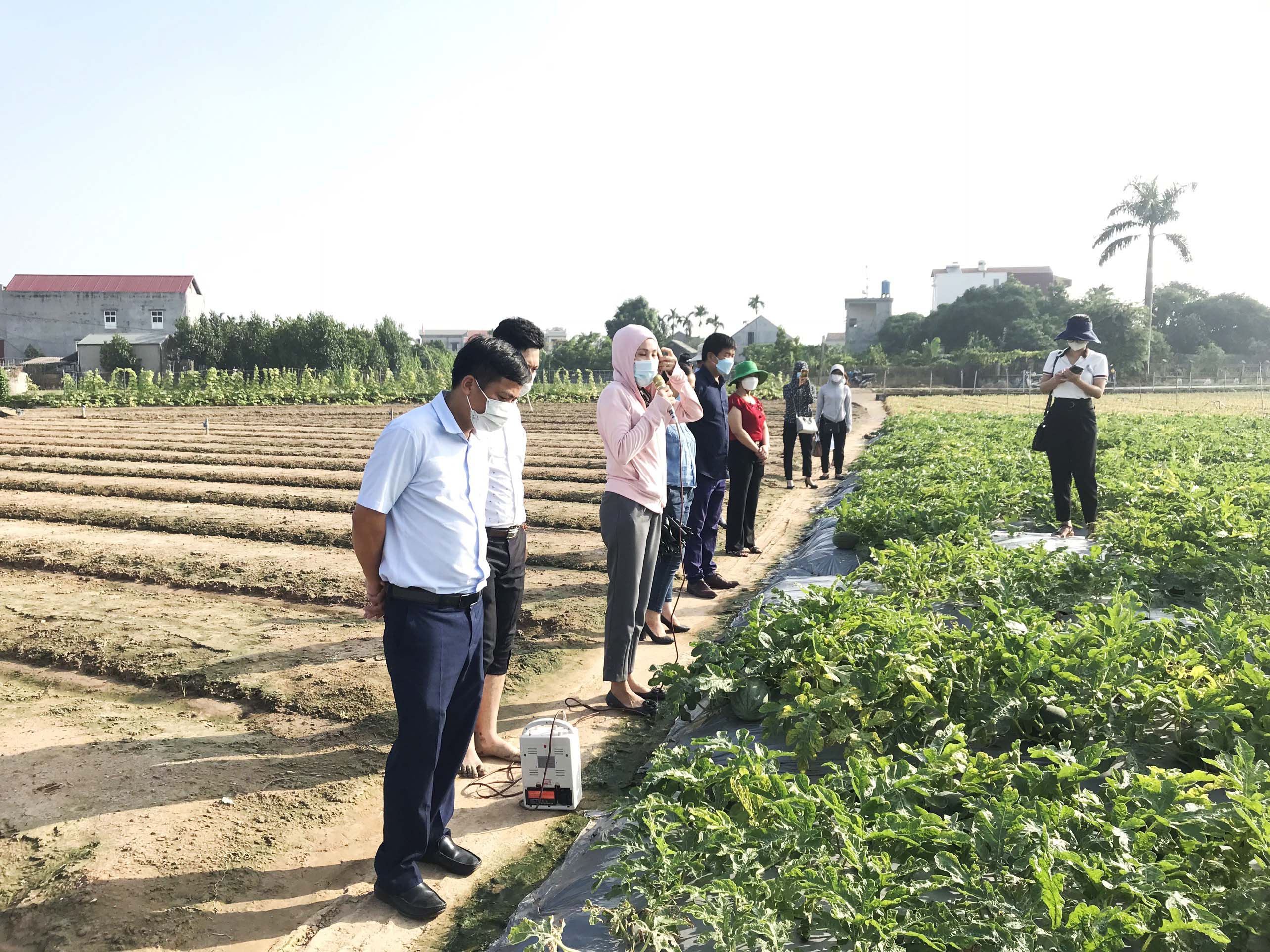 Mô hình trình diễn quản lý hiện tượng chết đồng loạt trên dưa hấu, dưa lê