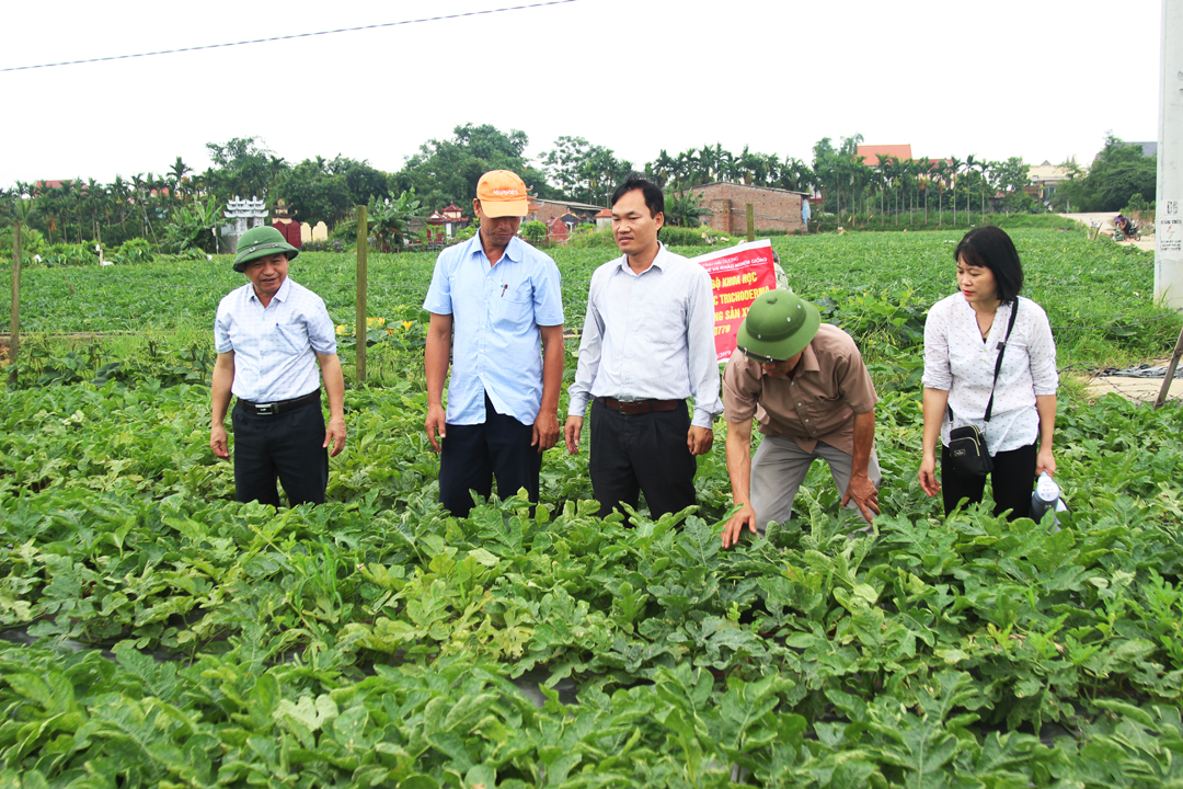 Sản xuất lúa mùa và cây rau màu vụ đông năm 2020